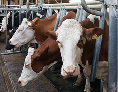 Exquisa-Kühe am Melkstand Exquisa-Kühe am Melkstand