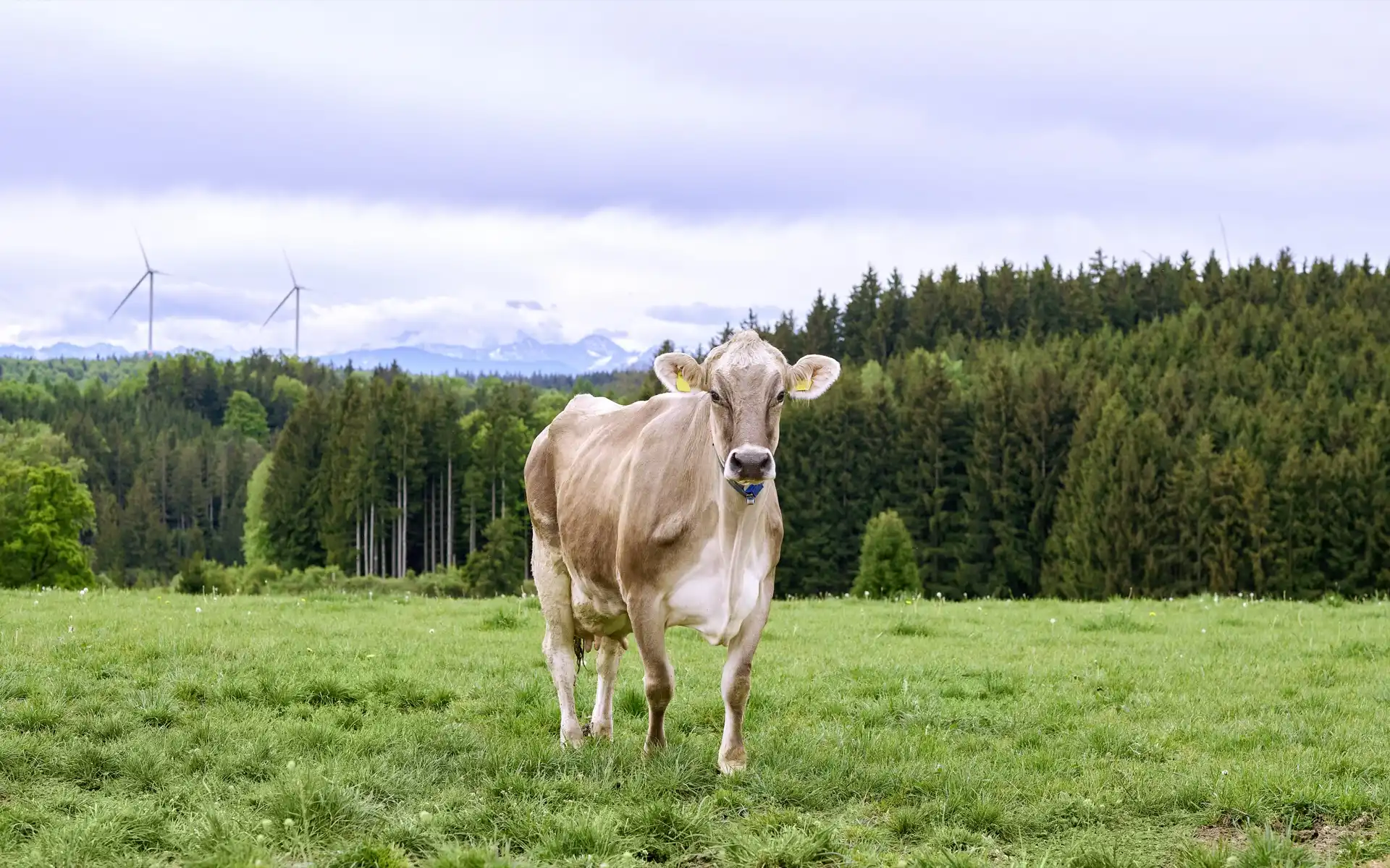 Eine braune Kuh steht auf einer grünen Weide mit Wald und Bergen im Hintergrund.